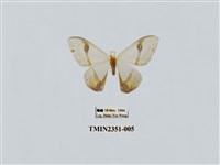 藏品(啞鈴帶鉤蛾)的圖片